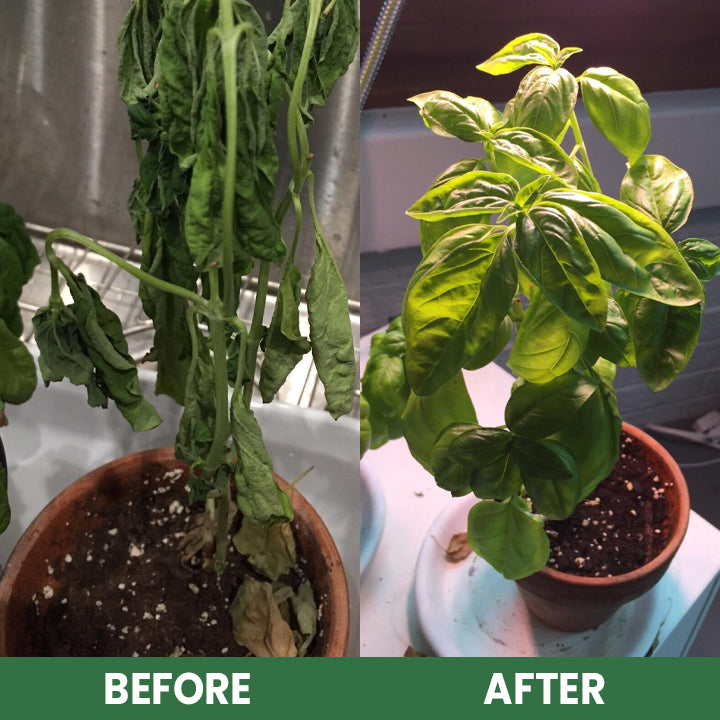 LIMETOW® Plant Resurrection Liquid